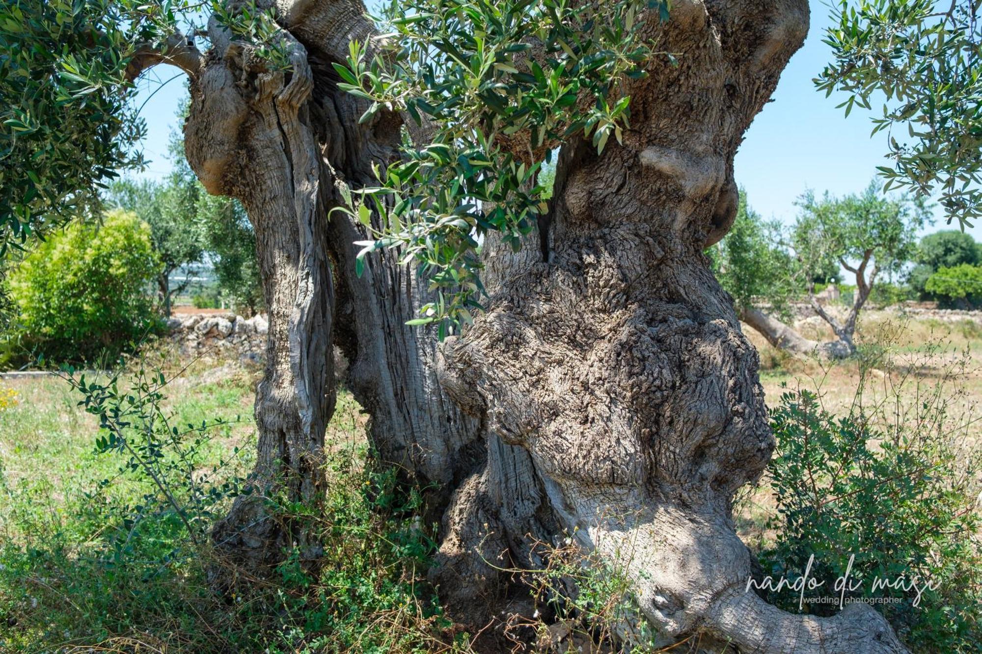 Rooms Masseria Giangrande โปลีญาโนอามาเร ภายนอก รูปภาพ